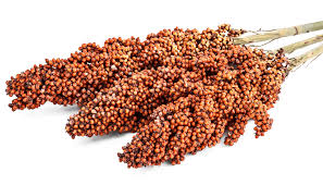 Sorghum Grain
