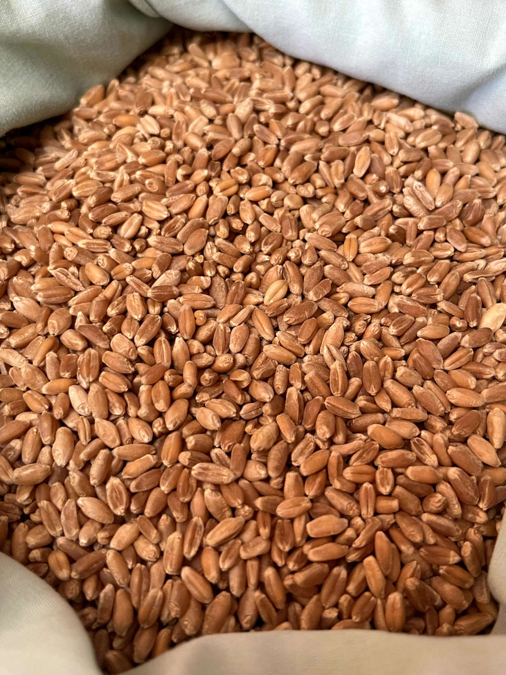 Hard Red Wheat